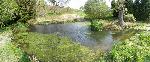 Great Crested Newt Pond At Clywedog Caravan Park